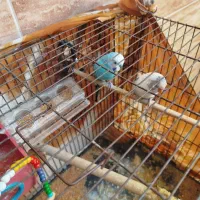 دوتا مرغ عشق مولد با تخم و قفس