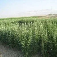 برداشت محصول