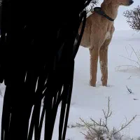 تازی نر شکاری