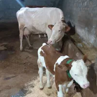 گاو گوساله نر