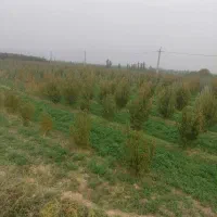 باغ سیب وشلیل