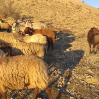 خر ۵سال دارد قیمت توافقی|حیوانات مزرعه|بجنورد, |دیوار