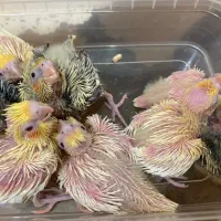 عروس هلندی سرلاکی در رنگ بندی(مولد و بالغ)|پرنده|رشت, یخسازی|دیوار