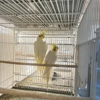 عروس هلندی /مرغ عشق|پرنده|بندرعباس, |دیوار