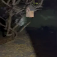 ویلایی حیاط دار کوچه نیما