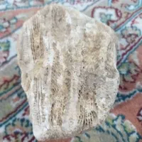 سنگ‌فسیل|کلکسیون اشیاء عتیقه|محمدبار, |دیوار