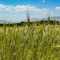 فروش زمین کشاورزی