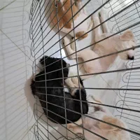 فروش سگ شیتزو تریر|سگ|بابلسر, |دیوار