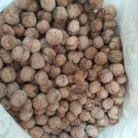 خشکبار ..گردو