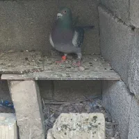 کبوتر