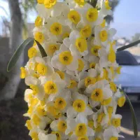 تورترکیبی نرگسزاروآبشارخفرهمرابااقامتگاه بومگردی