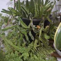 گلهای زیبا|گل و گیاه طبیعی|سلماس, |دیوار