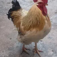 خروس جوان ۹ماهه