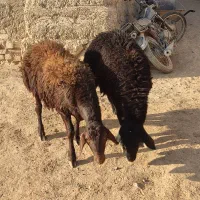 بره قوچ قره قزل درجه یک