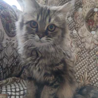 پرشین نر دو رنگ