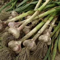 سیر خشک تفرش