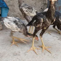 نوچه لاری معاوضه با ماده مرغ یا قناری یابوقلمون یا|حیوانات مزرعه|زاهدان, |دیوار