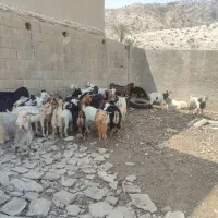 گوشت‌کهره‌‌وبز‌درخدمت‌دوستان‌هستم|حیوانات مزرعه|جم, |دیوار