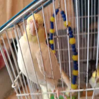 یک جفت عروس هلندی لوتینو وگل باقلی با لوازم|پرنده|لاهیجان, کوی آزادگان|دیوار