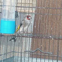 سهره نر عروسک بخون دم قاشقی