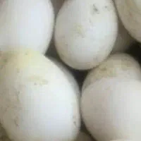 تخم غاز