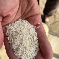 برنج هاشمی درجه۱ گیلان