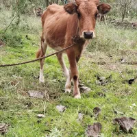 گوساله جوان یک ساله