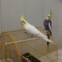 یک جفت عروس هلندی زیبا1200|پرنده|بیرجند, |دیوار