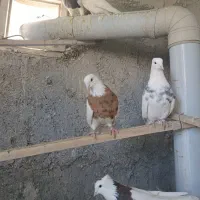 کبوتر|پرنده|سنندج, |دیوار