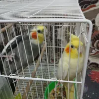 جفت عروس هلندی دستی و سخنگو