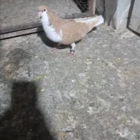 کبوتر شهری زرد