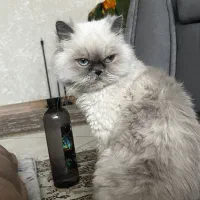 ماده گربه رنگ خواص