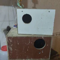 لانه عروس هلندی