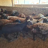 میش آبستن