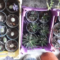 فروش گل و گیاه زیر قیمت بازار