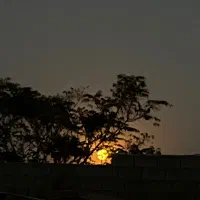 گندم امسالی درجه یک