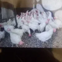 مرغ تخم گذار