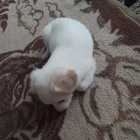 واگذاری توله سگ شیتزو|سگ|بومهن, |دیوار