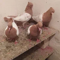 کفتر سینه زرد