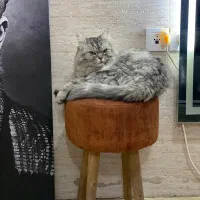 گربه خاص نژاددار|گربه|ساری, |دیوار