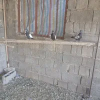 کبوتر قره کویناح|پرنده|ملکان, |دیوار