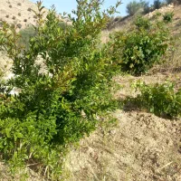 فروش زمین ۱۵۰۰ متری در پایانه مسافربری سعدی|فروش زمین و ملک کلنگی|شیراز, پایانه مسافربری سعدی|دیوار