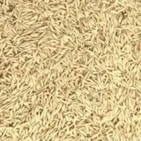 تخم جو هاشمی