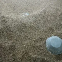 شلتوک خشک|خوردنی و آشامیدنی|کرخه, |دیوار