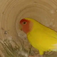 طوطی برزیلی