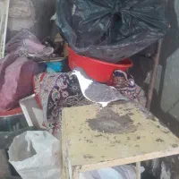 کفتر|موبایل|تربتحیدریه, پائین ولایت|دیوار