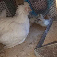 مرغ های گلین با جوجه و با تخم