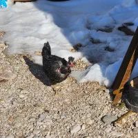 گلین گردن لخت|حیوانات مزرعه|شیروان (خراسان), |دیوار