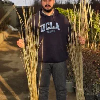 صنوبر سبز کن سرمایه بساز|خدمات باغبانی و درختکاری|زرین آباد, |دیوار