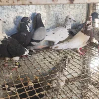 کفتر دسته ۹تایی|پرنده|شیراز, دلجو|دیوار